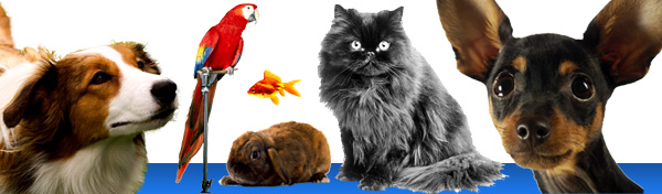 pets-banner.jpg