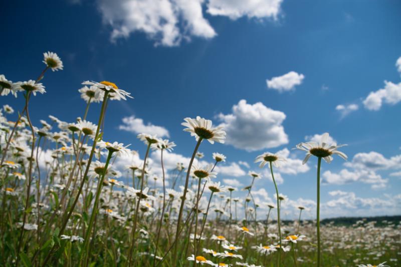 flowers_from_below.jpg