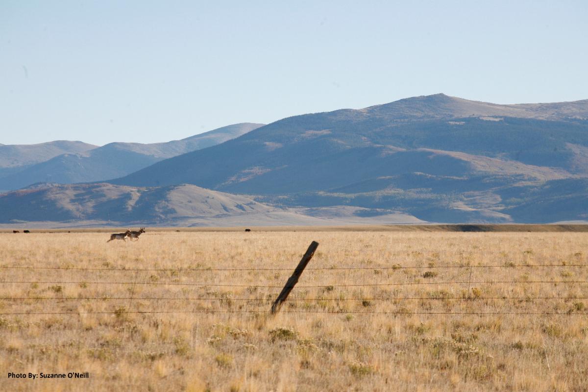 Two pronghorn running through a field with mountains in the background.