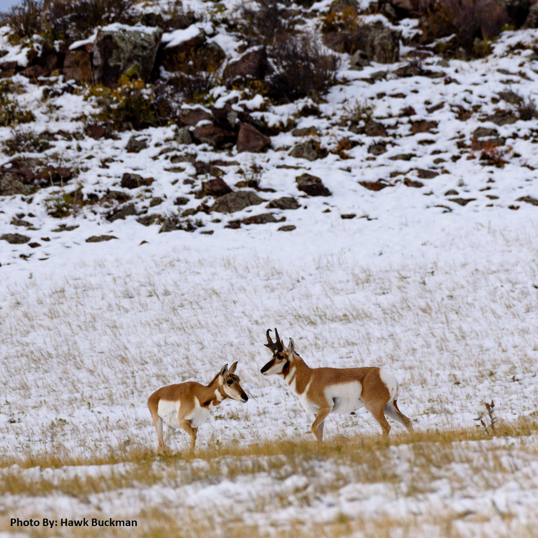 A female and male pronghorn standing facing each other in a snowy field. 