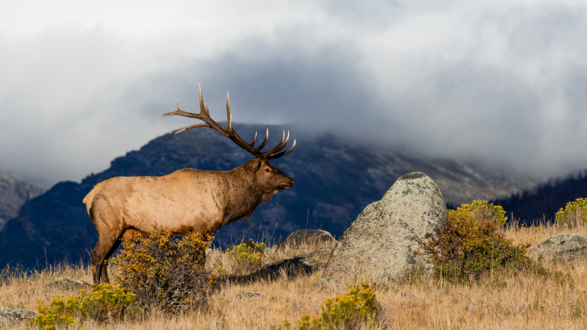 Bull elk standing on a mountainside in Colorado. 