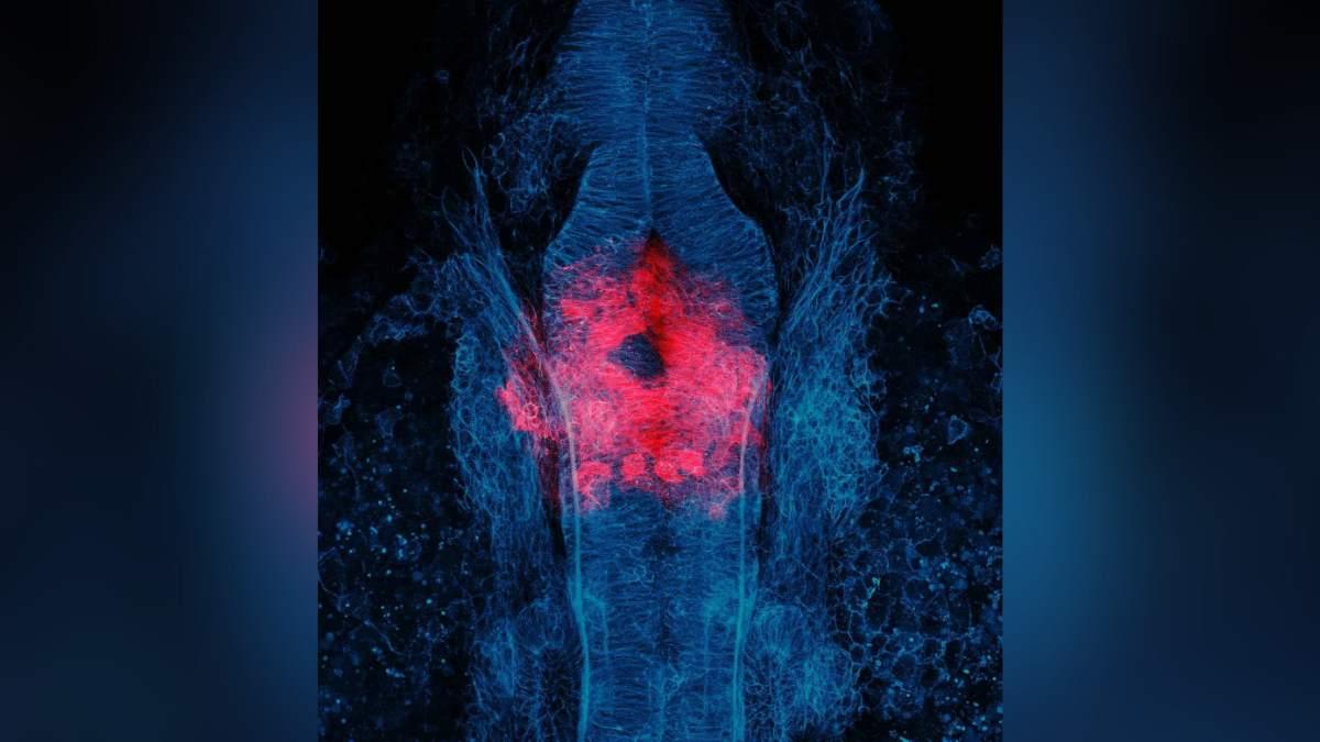 A view of the back of a developing zebrafish with the heart shown in red. 