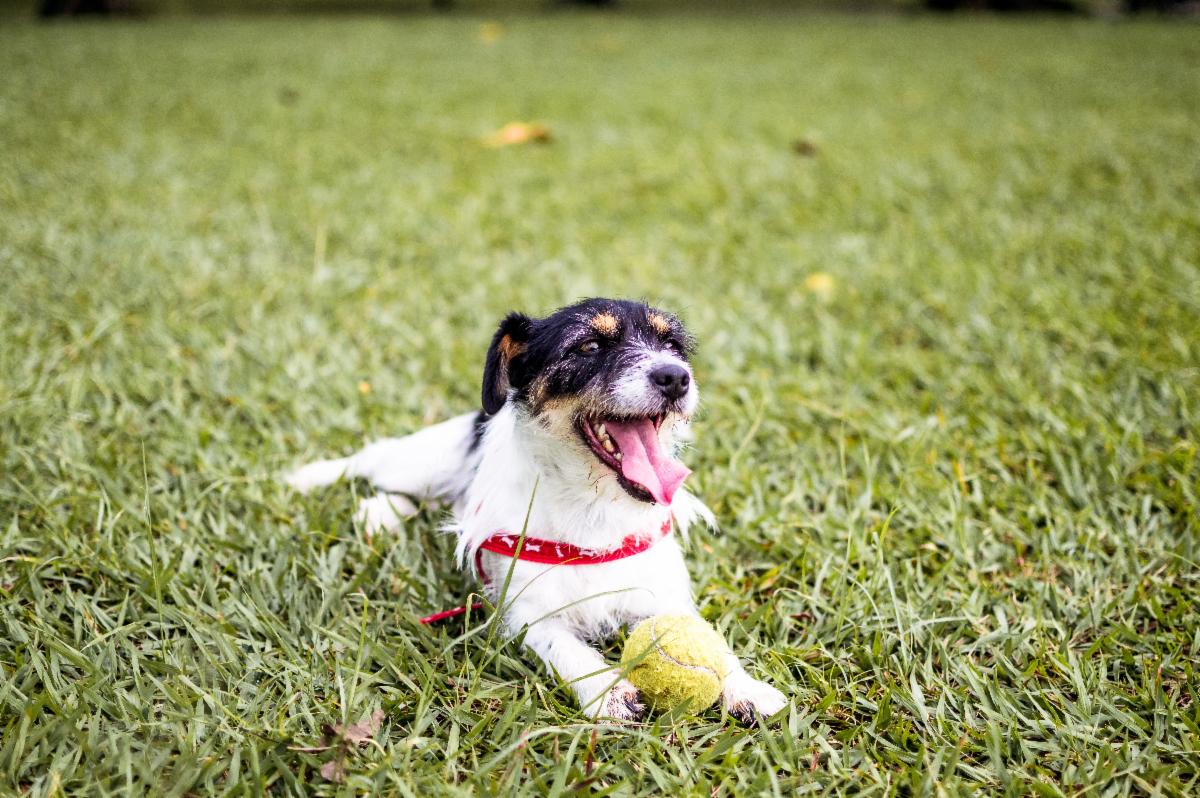 A dog sitting on the lawn with a tennis ball by its feet.