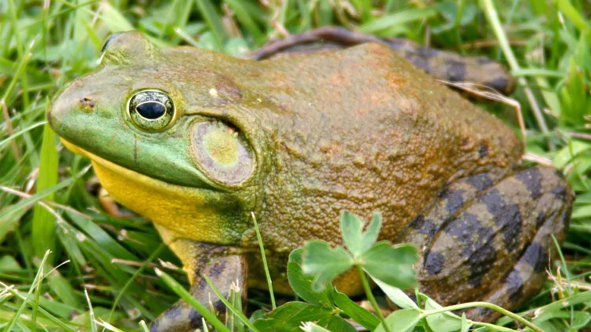 A closeup of a North American bullfrog, which has shades of green, yellow, and orange.