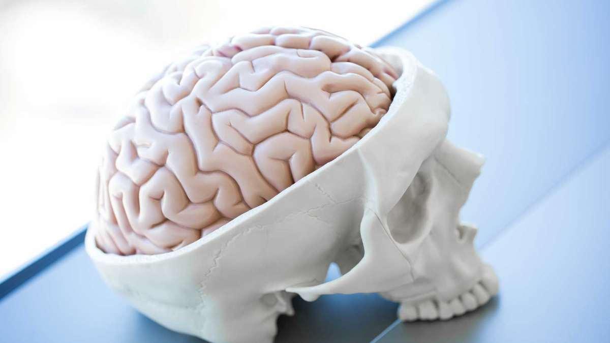 Prosthetic skull with brain on a table.