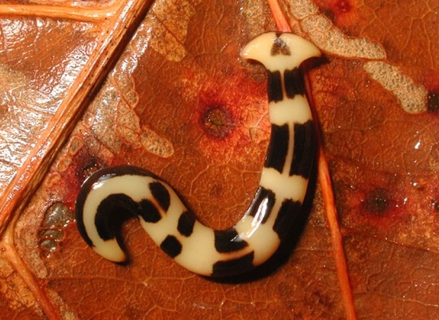 An exotic planarian - Bipalium simrothi