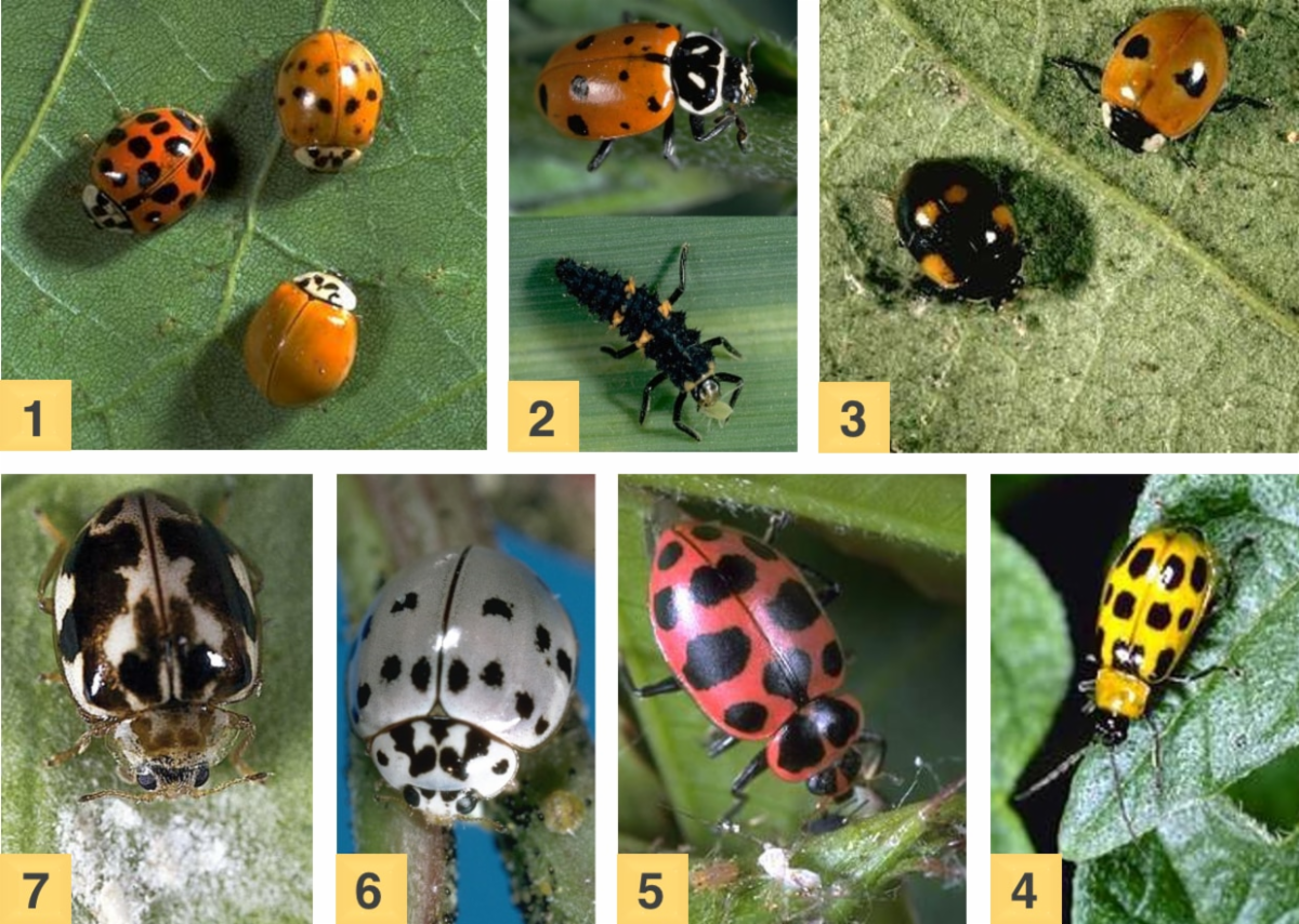a collage of 7 photos, each showing round or oblong-shaped insects resembling ladybugs. Most have black dots on their hard wing covers, many of which are red-orange in color but some have different colors such as beige, gray, pink and yellow. 