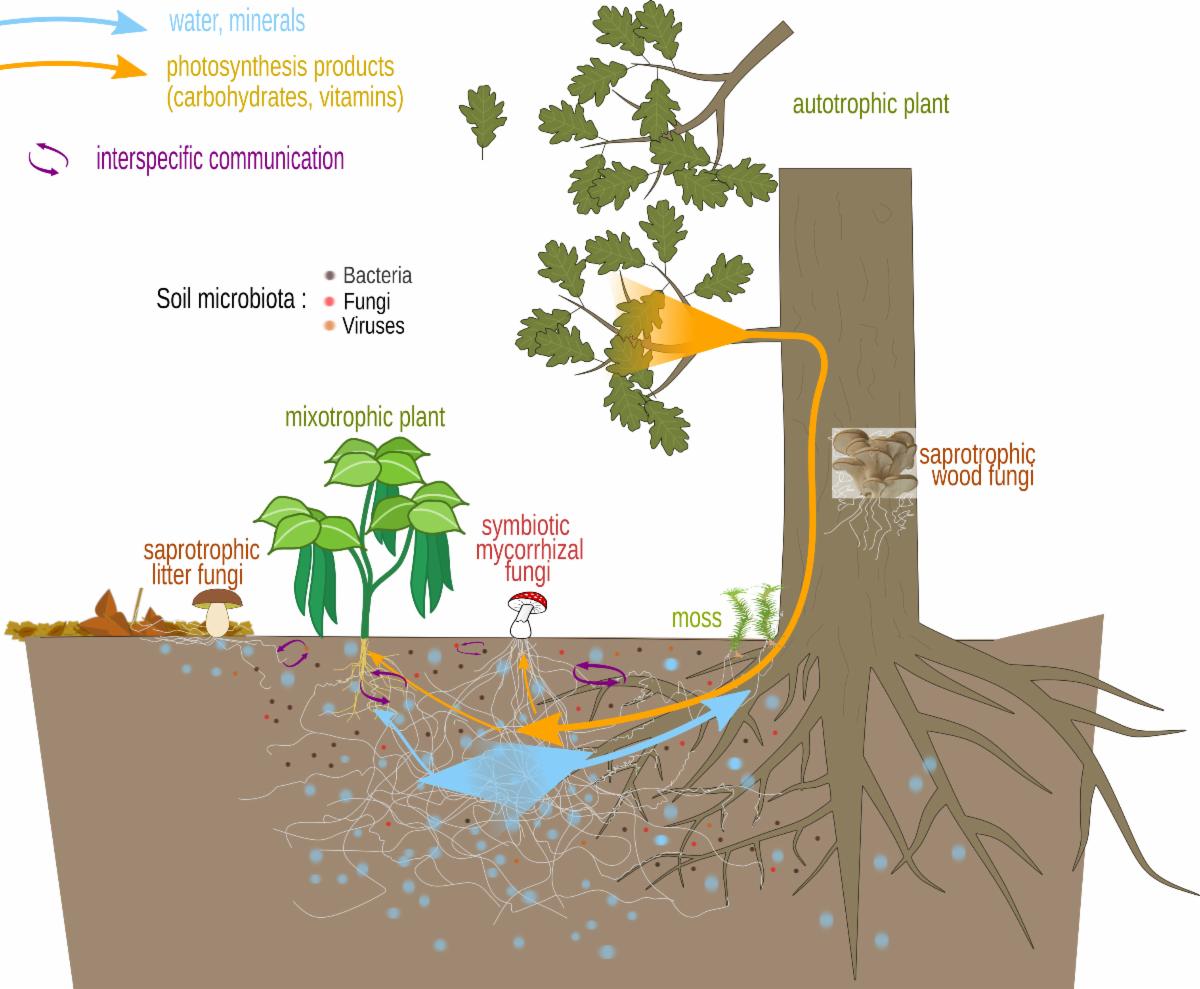 Illustration of a forest ecosystem showing interactions between plants and fungi, including a large tree with roots connecting to fungi. 