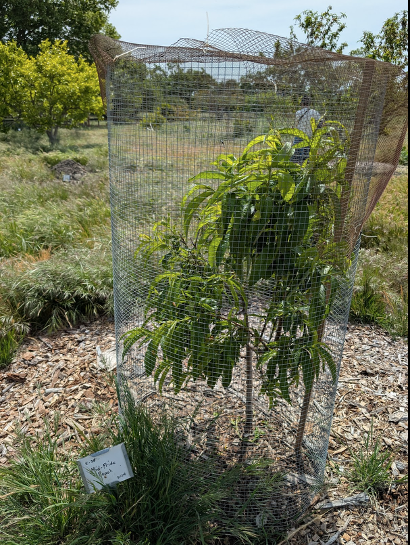Wire cage keeps animals from a young fruit tree at the Guadalupe Historic Orchard