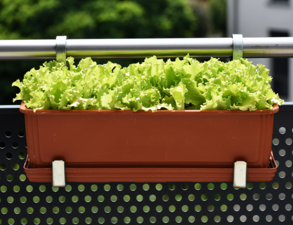 Lettuce growing in a balcony planter