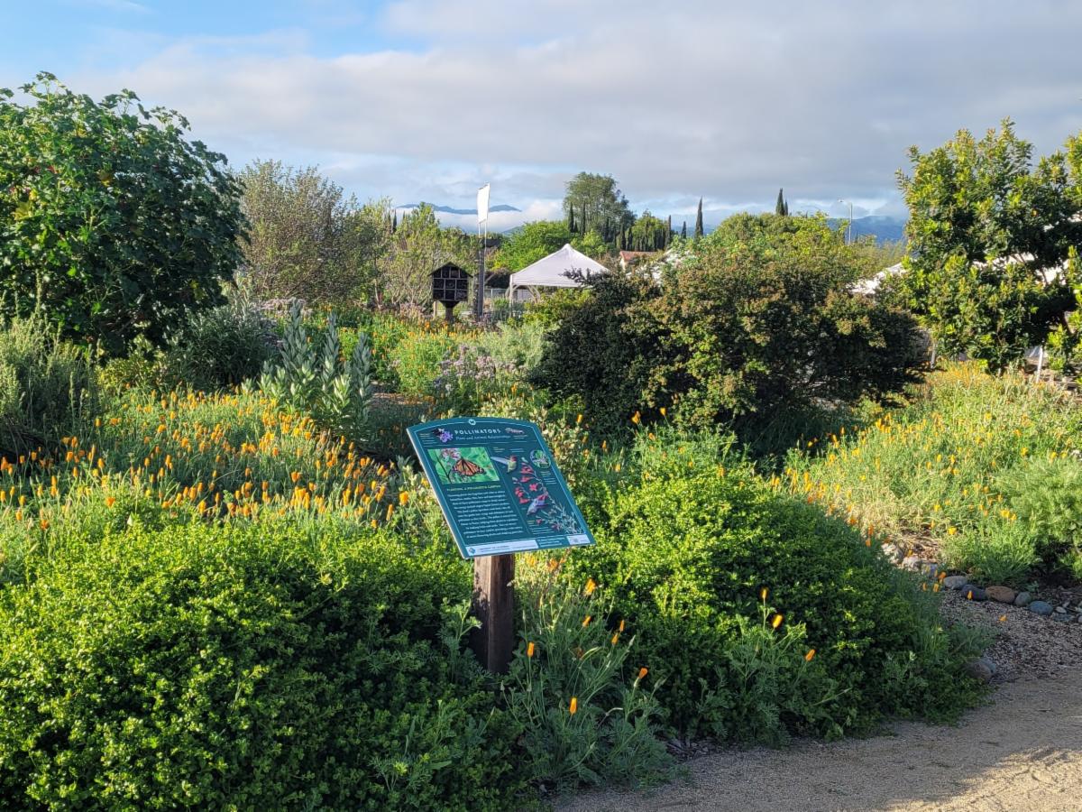A variety of native plants in different shades of green, some orange flowering plants, in the UC Master Gardenersâ Martial Cottle Park Demonstration Garden