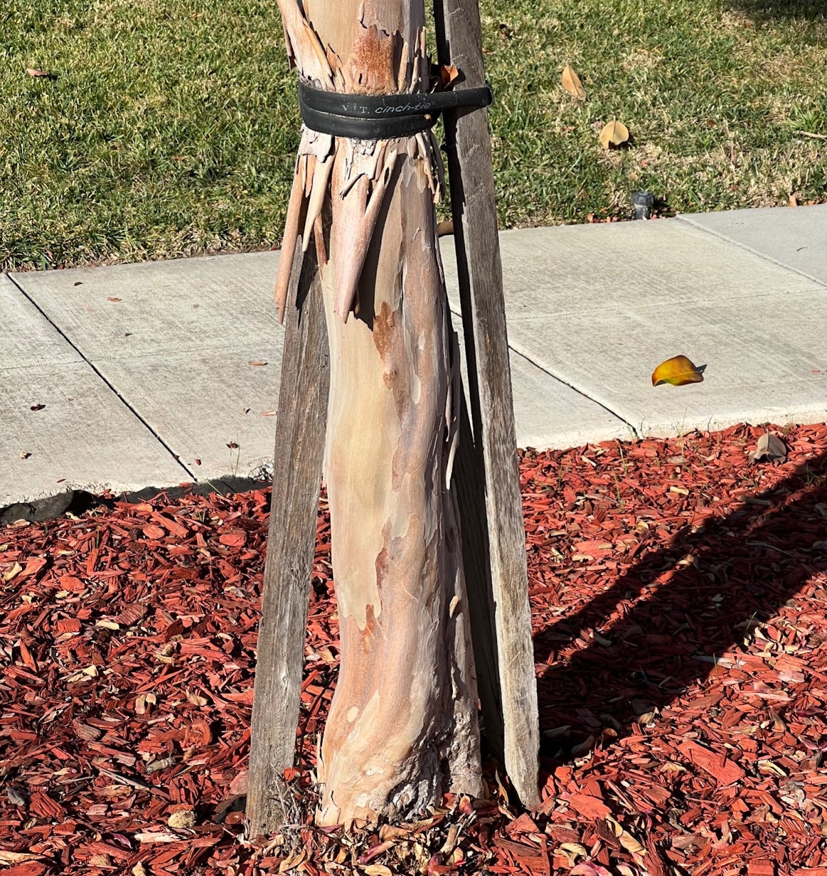 Quiz image for proper tree staking