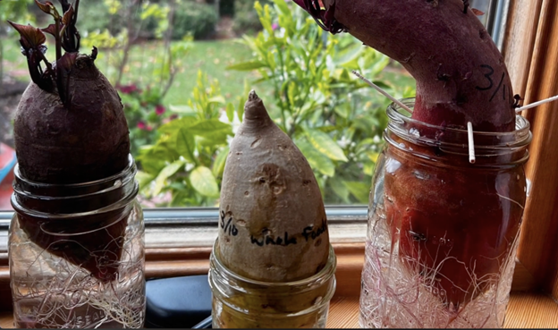 Sweet potatoes sprouting in water