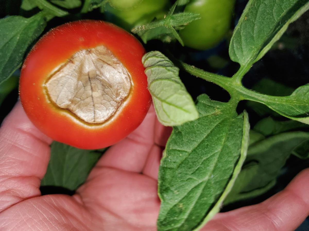 Blossom end rot on a tomato