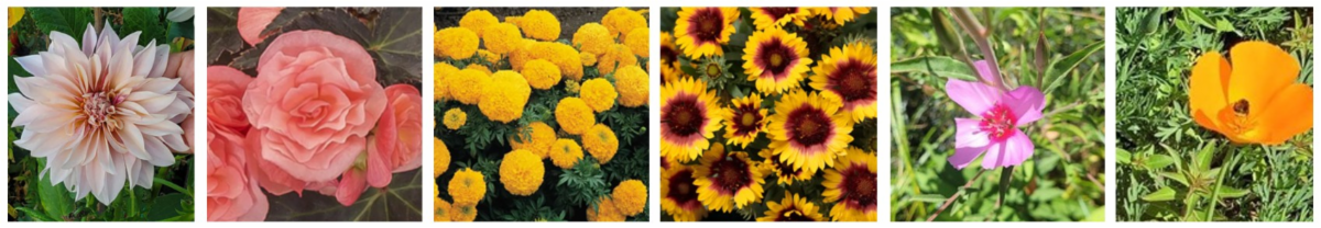 A photograph collage displays six close-up shots of different flowers, showcasing various colors and shapes. Flowers include a pale pink dahlia, coral begonia, bright yellow marigolds, yellow and red blanket flowers, a pink clarkia, and an orange Californi