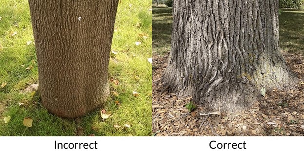 Deeply planted vs. correctly planted trees