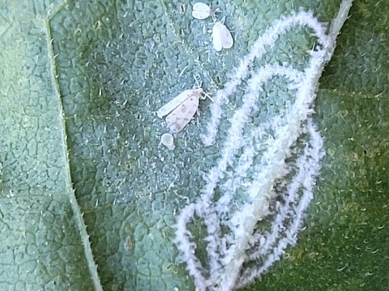 Close-up of a green leaf underside displaying whitish spirals of wax deposited by nearby giant whitefly adults and nymphs.