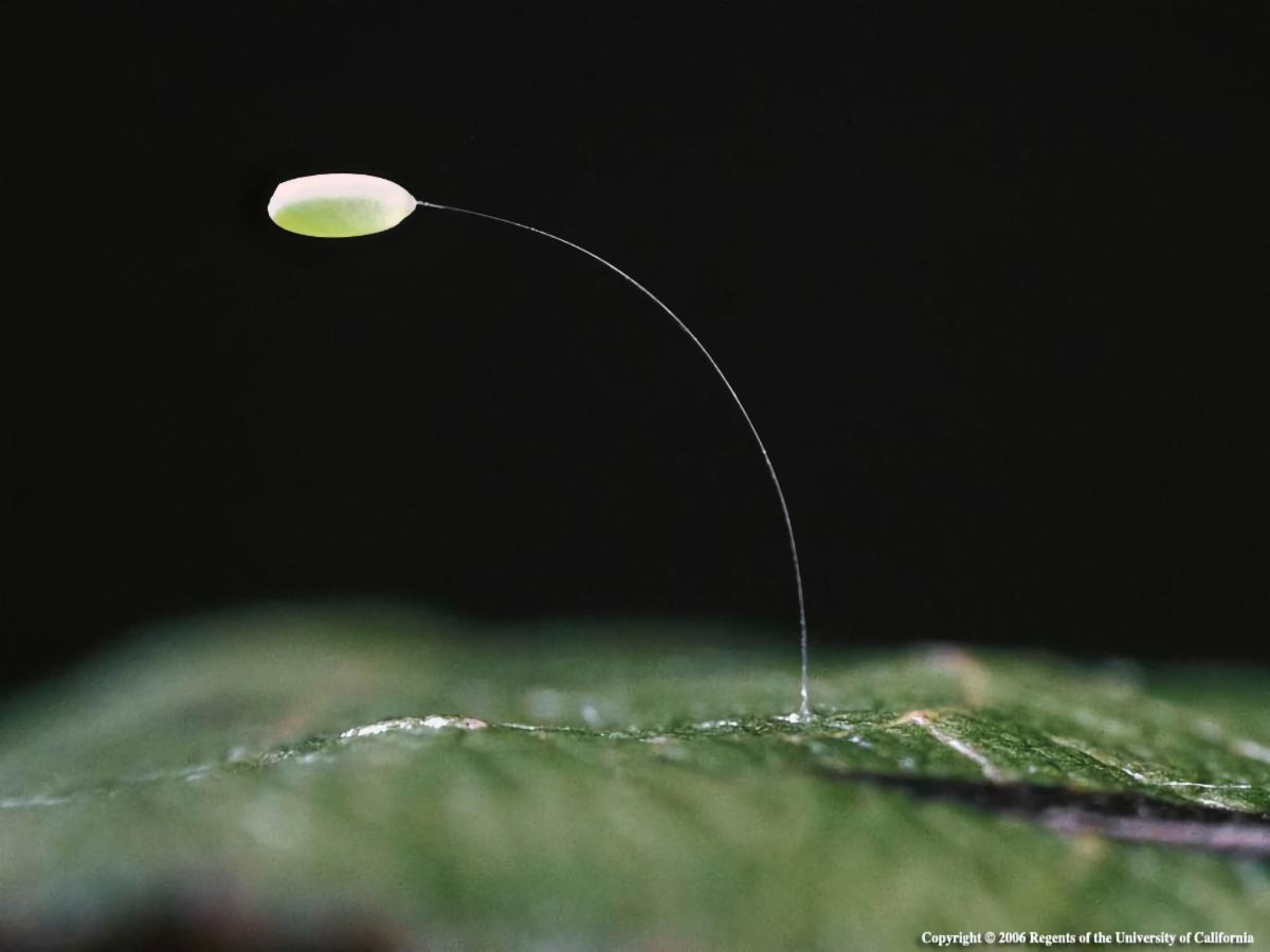 Object attached on a leaf - by Jack Kelly Clark 