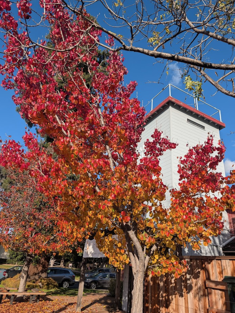 Tree displaying red, orange and yellow leaves in the fall