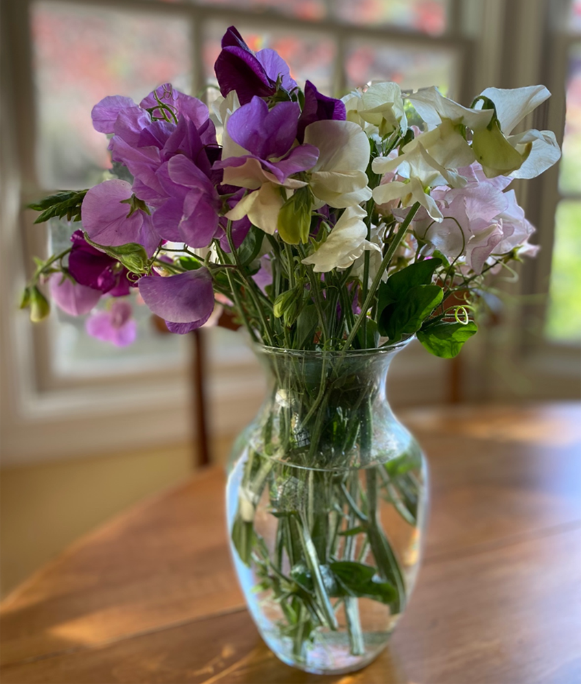 Fragrant Sweet Peas - by Barbaba Krause
