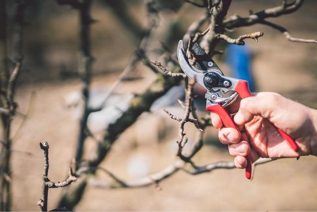 Photo of a pruning cut being made with hand pruners on a dormant fruit tree