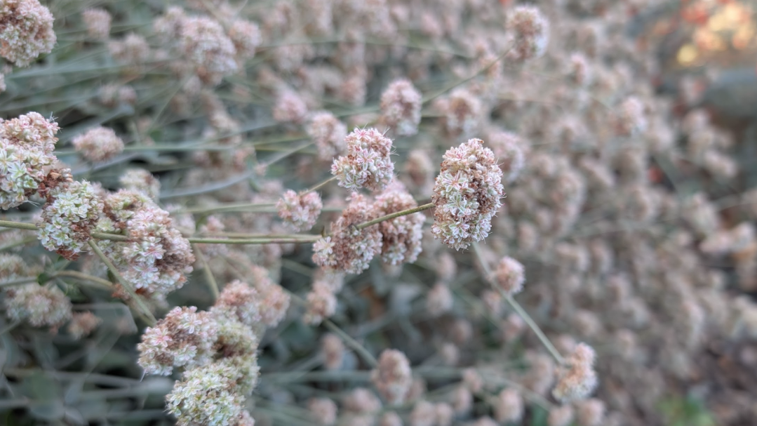 Pinkish-white flower clusters