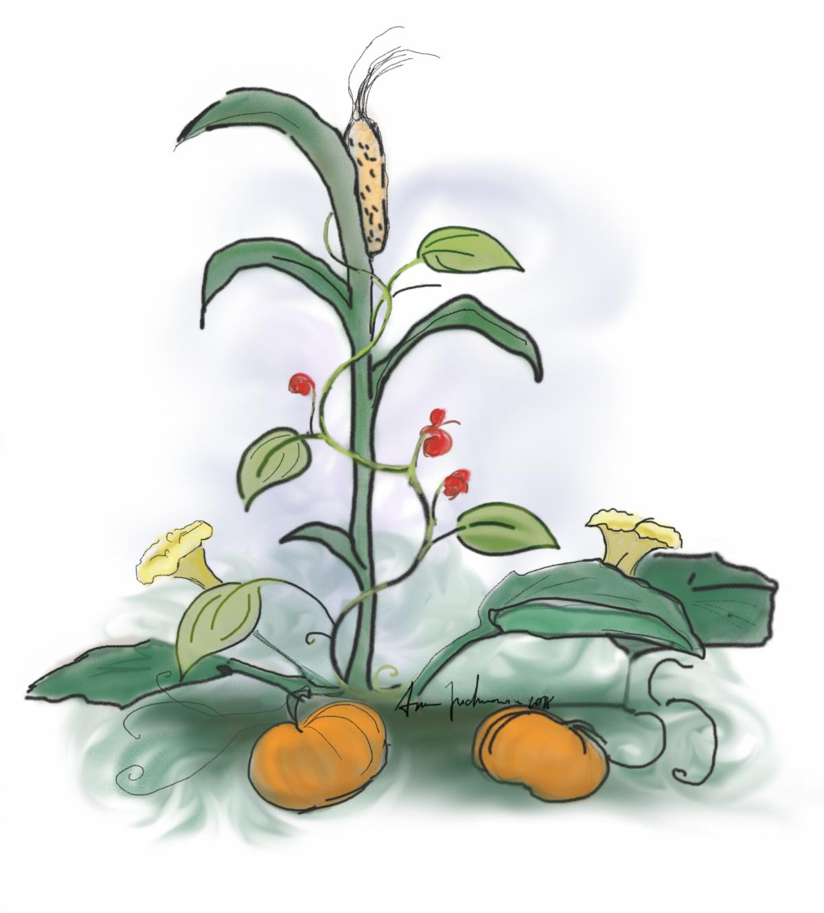 An illustration featuring a tall corn stalk with an ear of corn, surrounded by a climbing bean plant with red beans and two pumpkin plants with orange pumpkins and yellow flowers. The drawing highlights the symbiotic relationship between these three plants