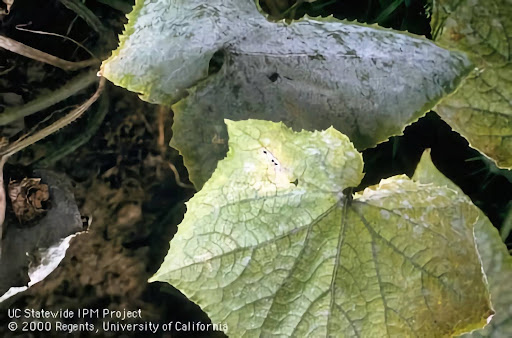 Powdery mildew on melon leaves