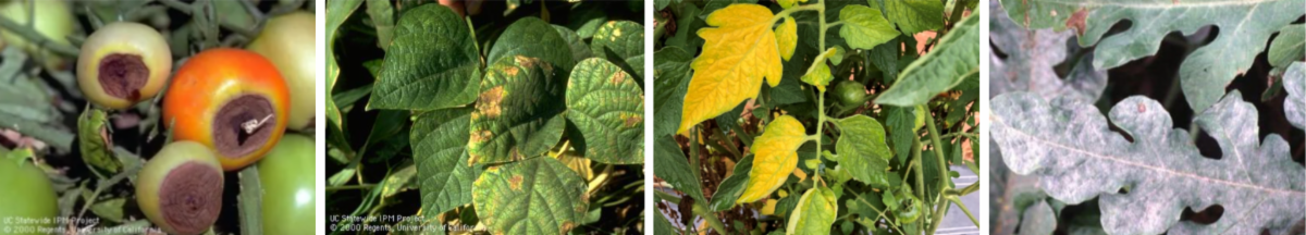 Collage of 4 photos: brown, leathery spots on bottoms of ripening tomatoes, yellowing tomato leaves, yellow and brown spots on bean leaves, and white powdery growth covering melon leaves.