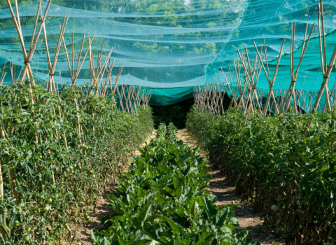 Garden covered by shade cloth.