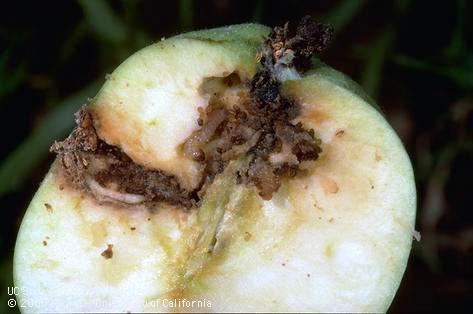 worms burrowing in a cut apple