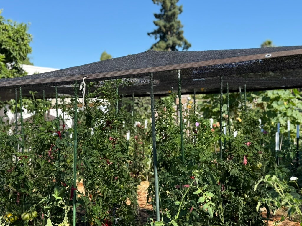 Shade cloth covering tall tomato plants