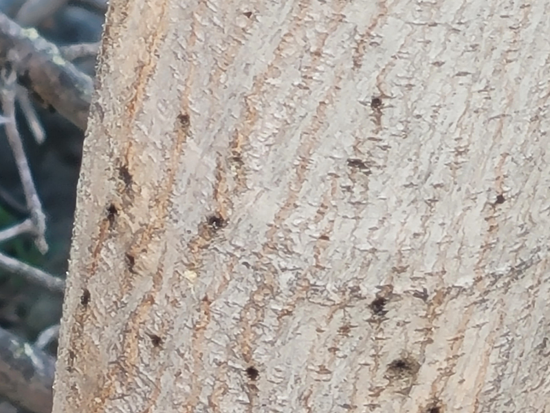 Pale, rough tree bark covered with numerous small dark holes.