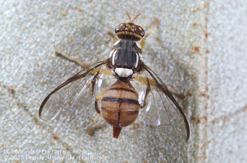Adult oriental fruit fly