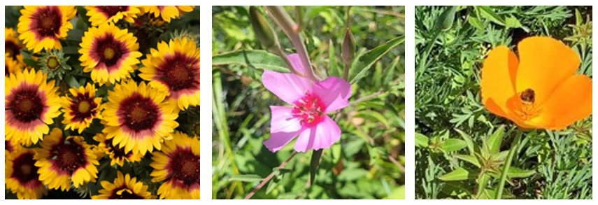 Three-panel photograph showcasing different flowers. Left panel features bright yellow and red blanket flowers, center panel displays a delicate pink clarkia flower with slender petals, and right panel shows an orange poppy with a bee collecting nectar.