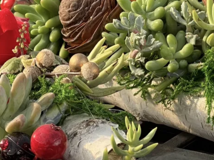 Succulent plants arranged on yule logs