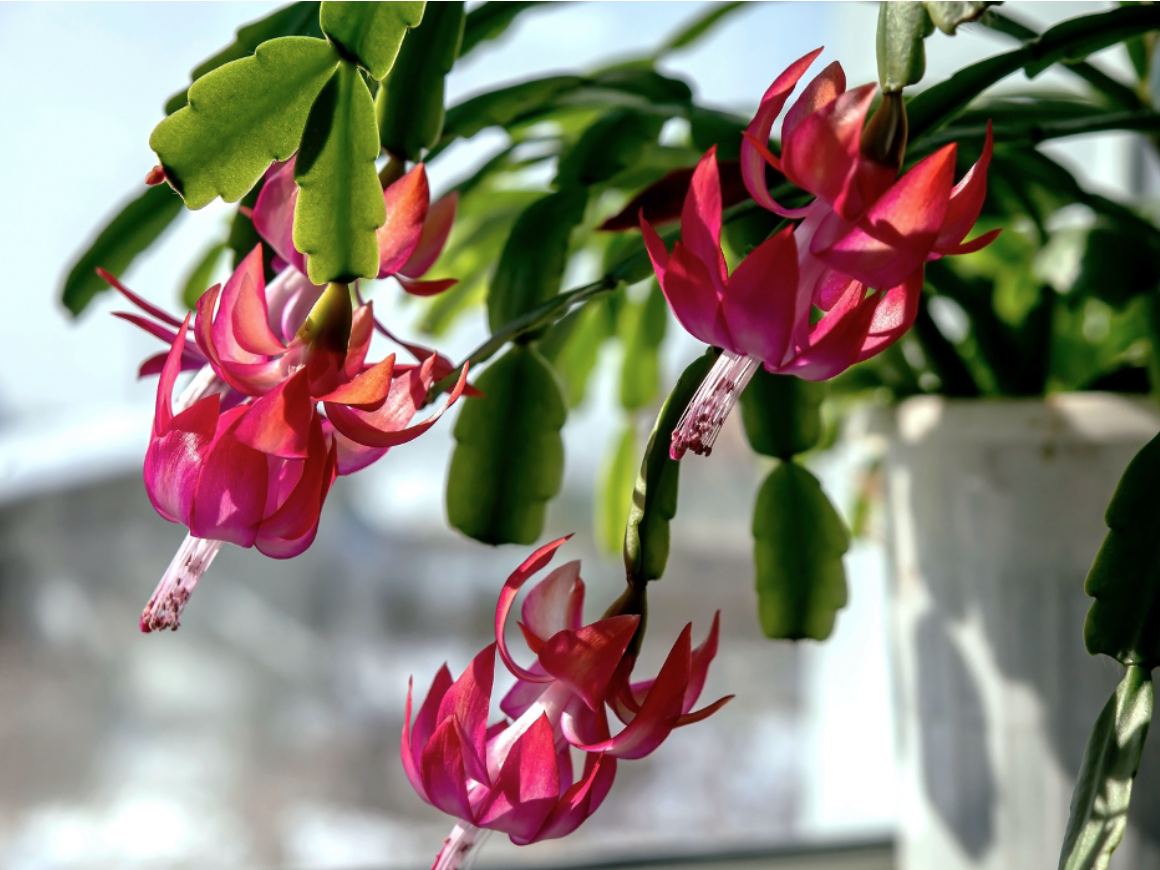 Three red Christmas Cactus blossoms attached to three green stems, hanging over a white windowsill
