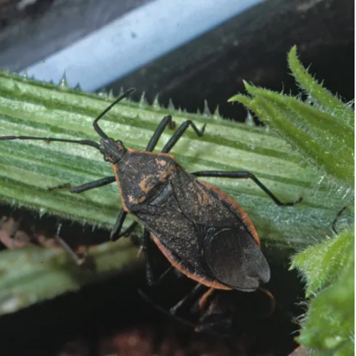 Close-up of a dark brown insect with orange edges on a green plant stem, displaying long antennae and legs.