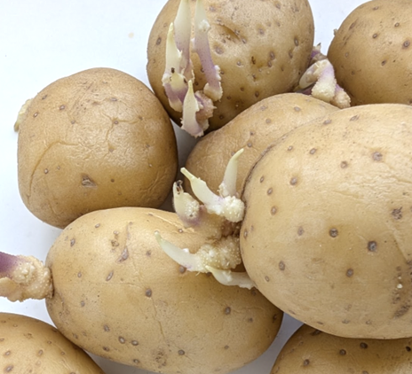 Sprouted potatoes