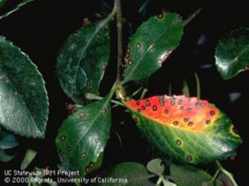 Green leaves with dark disease spots and one leaf with a reddish yellow area with many spots