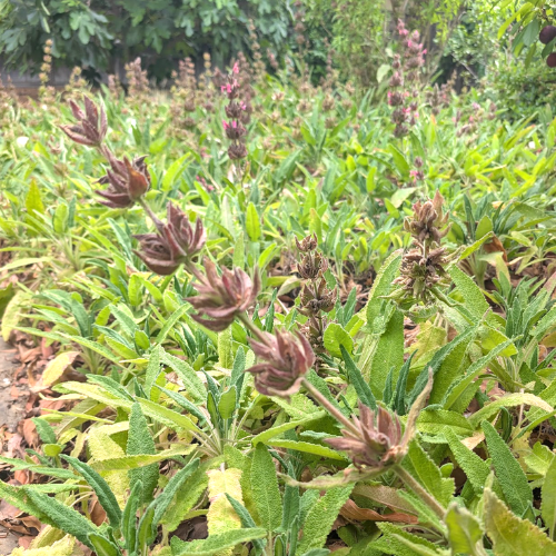 A close-up view of green, textured leaves and a few dried, brown flower stalks in the foreground and some leaves showing yellow edges, set in a lush garden environment.