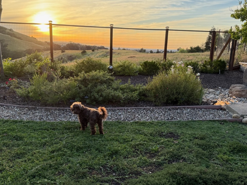 Small brown dog standing on a lawn in a landscaped garden at sunset, with rolling hills beyond a wire fence.