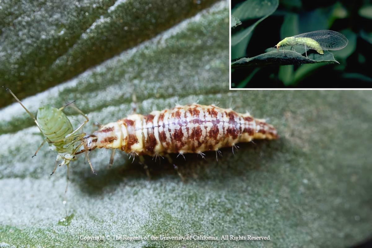 Green lacewing larva feeding on an aphid 
Inset - adult insect