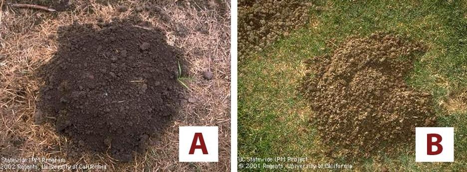 Picture A - a round mound of dirt.
Picture B - a fan-shaped mound of dirt with a central plug.