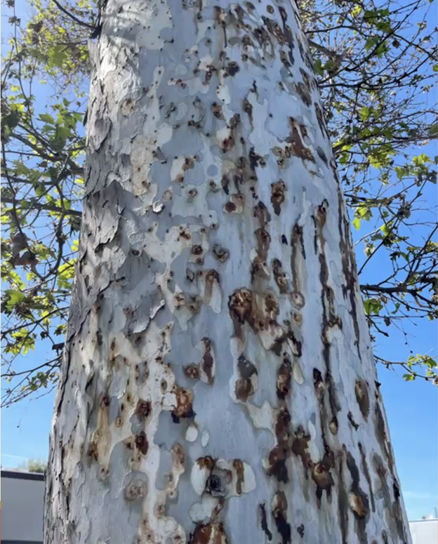 Shothole borer infestation on a Sycamore tree