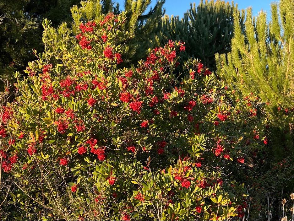 Quiz photo of a medium-height shrub covered in red berries