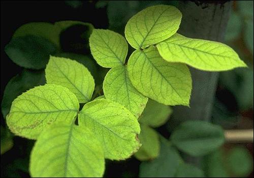 Iron deficiency in rose bush indicated by uniformly yellowing leaves