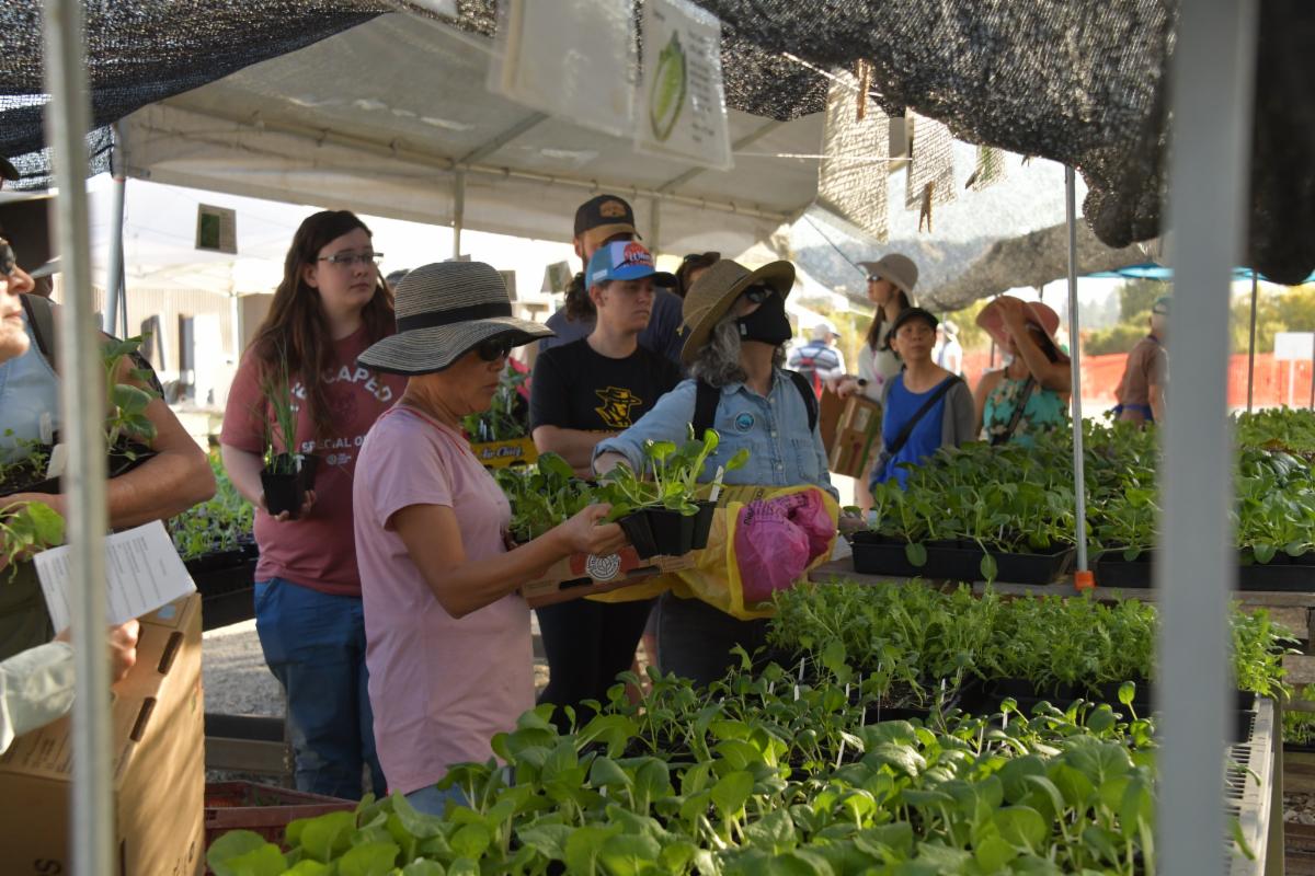 A busy plant market under a tent, with people selecting young plants from tables.
