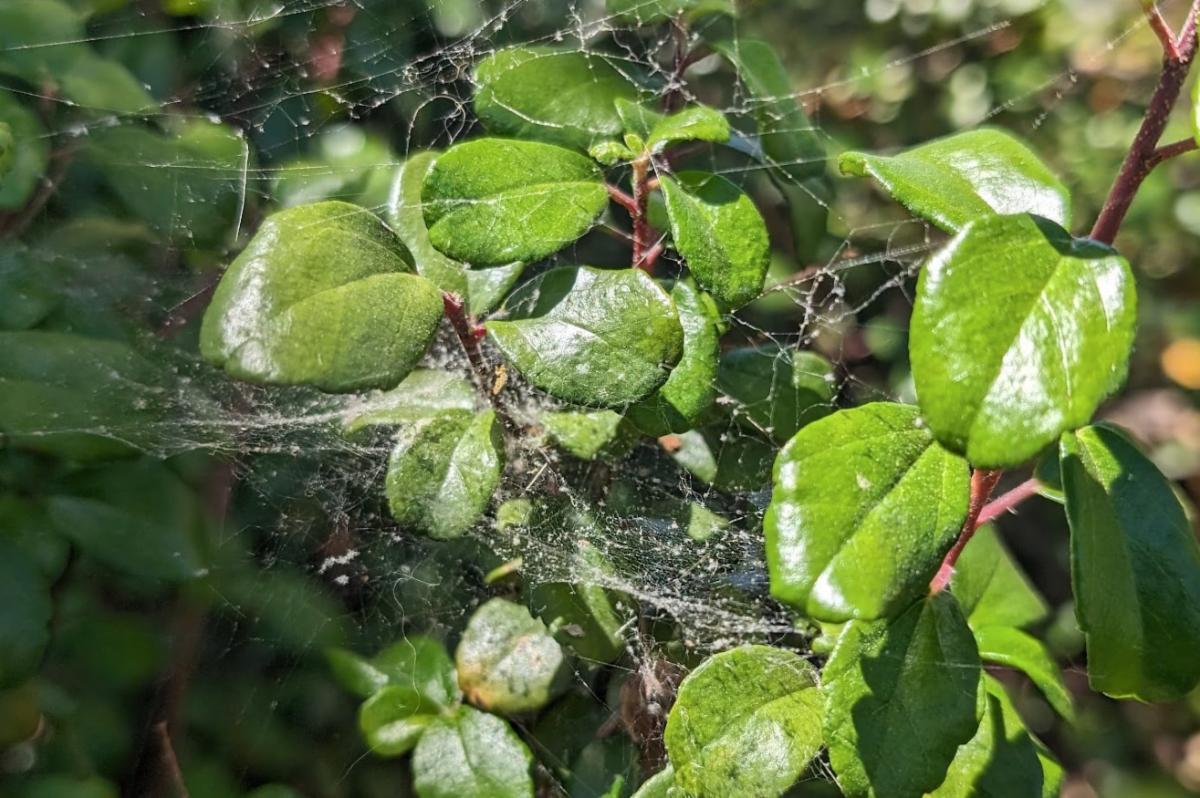 Spider mite webbing on a rose plant