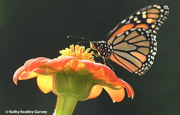 Monarch butterfly - Danaus plexippus - sipping nectar - came up with a head full of pollen